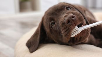 limpieza dental de perros