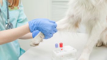 analisis de sangre perro